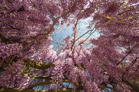 Wisteria tree can grow upright by training it with support, like a trellis, and trimming any side shoots. Wisteria Tree Types How To Grow And Care For This Vine Florgeous
