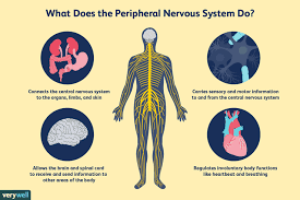 Maybe you would like to learn more about one of these? How The Peripheral Nervous System Works