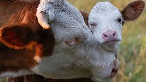 Institutie publica aflata in subordinea ministerului agriculturii, apia apia acorda si subventii pentru agriculutra ecologica, in conformitate cu prevederile masurii 11, care bilantul anului 2016 arata imbucurator pentru agriculorii europeni. Date De ReferinÈ›Äƒ In 2020 La SubvenÈ›ia Apia Pentru Vaci De Carne Agroinfo Ro