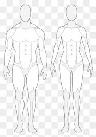 Human body front back images. Human Body Clipart Transparent Png Clipart Images Free Download Clipartmax