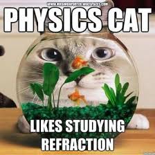 Physics Meme Google Search Funny Cat Photos Funny Cat Wallpaper Cute Funny Animals
