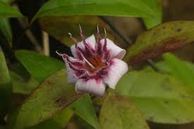 Image result for Strophanthus bequaertii