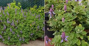 Image result for Coleus neochilus