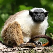 Animal Planet Tv Shows Animal Planet Logo Search Animal Animal Planet Toys Animal Planet Youtube Africa Animal Planet In Hind Animaux Marrants Animales Animaux