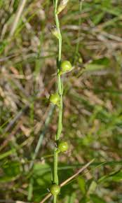 Image result for Schwenckia