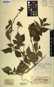 Image result for Marsdenia dregea