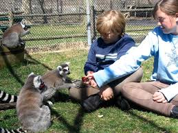 Find Petting Zoos Near Me Zoo Near Me Zoo Animals Pets