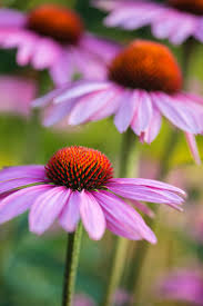 Maple Syrup Extract Causes Mega Boost To Our Most Important Antibiotics Scientists Discover Echinacea Benefits Echinacea Tea Benefits Echinacea Tea