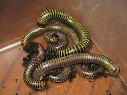 Black And Yellow Millipede Florida Anadenobolus Monilicornis Jamaican Bumblebee Millipedes X3 Juveniles Millipede Bumble Bee Jamaicans