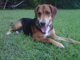 With proper socialization and training, the german shepherd coonhound mix should be an excellent breed, both as a working dog as well as a companion dog. Jack The Shepherd Hound Mix S Web Page