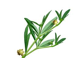 Image result for Gisekia