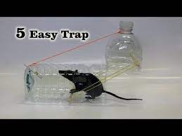 Simple Mouse Trap That Works Really Youtube Rat Traps Homemade Mouse Traps Mouse Trap Diy