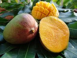 The Mango Tree Is A Tree Native To Southeast Asia With Dense Foliage And Dark Green It Measures An Average Of 15 Me Mangue Fruits De Saison Fruits Tropicaux