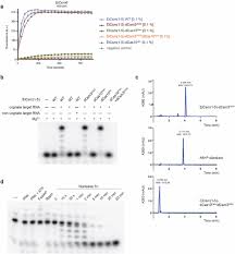 Type Iii Crispr Cas Systems Generate Cyclic Oligoadenylate Second Messengers To Activate Csm6 Rnases Biorxiv