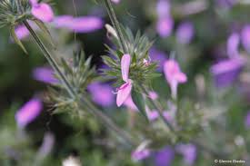 Image result for Dicliptera clinopodia