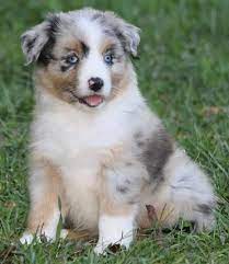 Purebred asdr toy & mini australian shepherds puppies. Lobos Australian Shepherds Home Australian Shepherd Puppies Australian Puppies Aussie Dogs