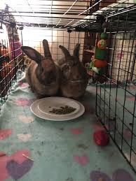 We rescue border collies, australian shepherds, australian cattle dogs, and other herding dogs and mixes. Bulk Hay Near Richmond Va We Got These Rescue Rabbits In January And At The Same Time Got A Large Bale Of Hay From The Rescue In Maryland We Ve Just Now Run