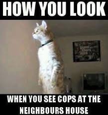 Pin By J E B On Ripper Funny Pictures Funny Funny Cute