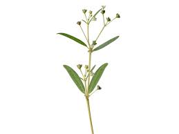 Image result for Gisekia