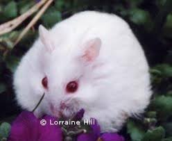 Shop.alwaysreview.com has been visited by 1m+ users in the past month Hamsters Albino Dwarf Campbells Russian Hamster Russian Hamster Hamster Albino Animals