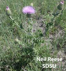 Image result for Cirsium