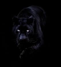The great collection of black jaguar wallpaper for desktop, laptop and mobiles. Black Jaguar Hd Mobile Wallpapers Wallpaper Cave