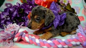 Miniature Silver Dapple Dachshunds Sale 01 2022