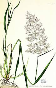 Image result for Agrostis isopholis