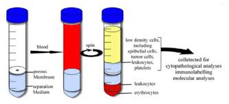 The membrane lining the bone cavity. Ijms Free Full Text Detection Of Rare Objects By Flow Cytometry Imaging Cell Sorting And Deep Learning Approaches Html