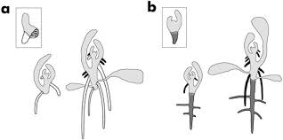 Image result for Parkeriaceae