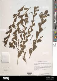 Image result for Chamaecrista wittei