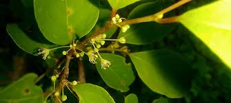 Image result for Hypericophyllum compositarum