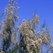 Image result for Retama monosperma