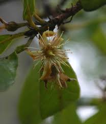 Image result for Monotes