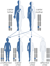 If the alleles of a gene are different, one allele will be expressed; Difference Between Dominant And Recessive Alleles