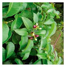 Image result for Parquetina calophylla