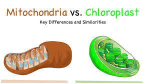 Compare And Contrast Chloroplasts And Mitochondria Mitochondria Compare And Contrast Teaching Biology