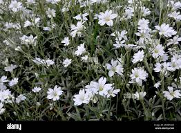 Image result for Jasminum breviflorum