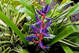 Aechmea 'blue tango' is a cultivar of the genus aechmea. Aechmea Blue Tango Bromeliad Photo By C Mcgraw On Flickr Blue Tango Bromeliads Flowers
