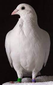 Maybe you would like to learn more about one of these? White Racing Pigeon Racing Pigeons Pigeon Cute Birds