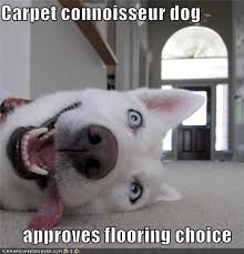 Check spelling or type a new query. I Has A Hotdog Blue Eyes Funny Dog Pictures Dog Memes Puppy Pictures Pictures Of Dogs Dog Pictures Funny Pictures Of Dogs Dog Memes Puppy Pictures Doge Cheezburger