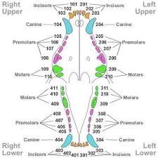 Canine Dental Tooth Chart Www Bedowntowndaytona Com