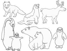 Clip Art Polar Arctic Antarctic Animals By Cara S Creative Playground