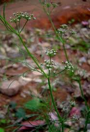 Image result for Apium leptophyllum