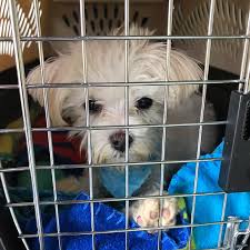 He fits in our 'pals' category. From Illness To The Puppy Bowl 2019 Pistachio The Miracle Maltese Is Thriving Bechewy