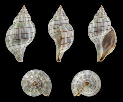 Image result for Hunteria