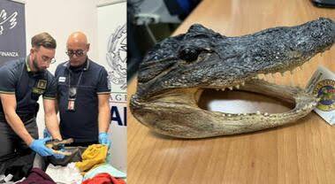 Crocodile Head Confiscated from Italian Traveler at Caselle Airport