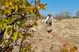 Image result for Feretia aeruginescens