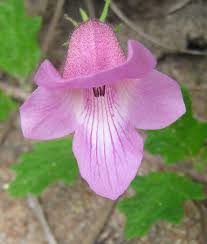 Image result for Dicerocaryum eriocarpum