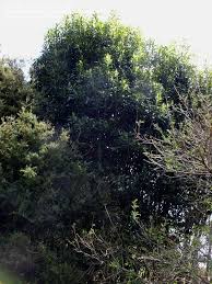 Image result for Warburgia ugandensis